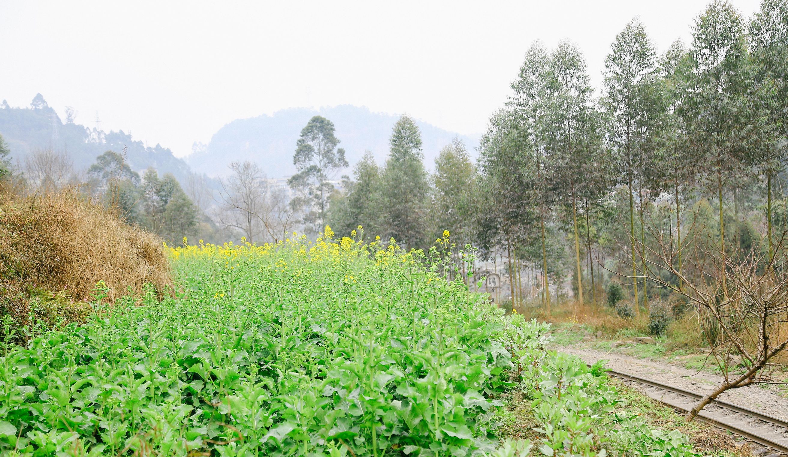 体验最贵的火车票一张票近5万,国内最贵火车却一票难求