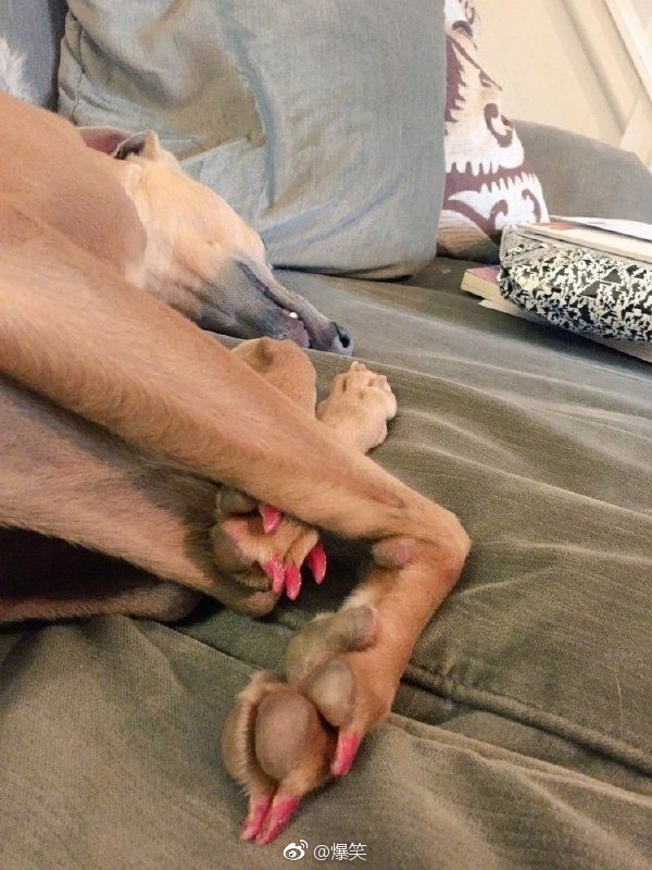 貂皮大衣2980,貂皮大衣5050