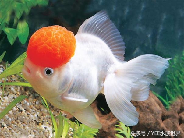 金鱼水质要求有哪些,金鱼对水质要求