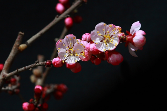 “一枝红杏开”本是美景，是什么令这位唐人伤怀？|葛大爷读诗