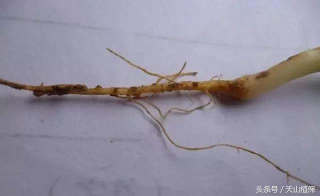 西瓜对二甲戊灵敏感吗,二甲戊灵西瓜地能用吗