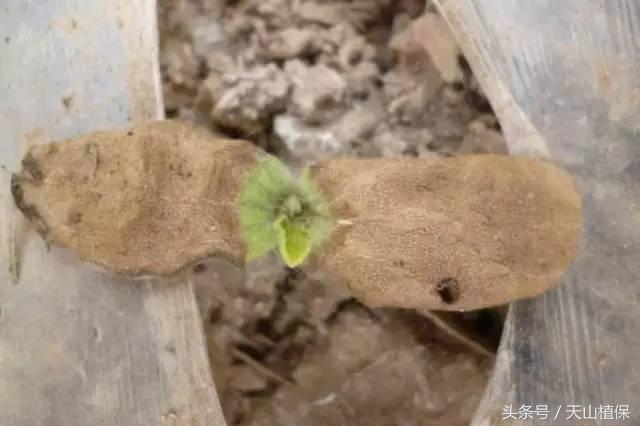 西瓜对二甲戊灵敏感吗,二甲戊灵西瓜地能用吗