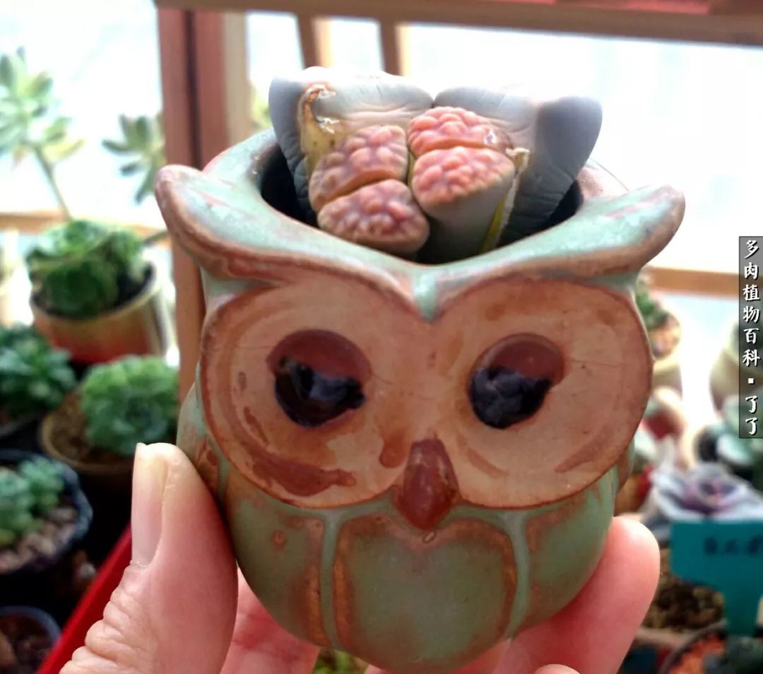 做足了功课养多肉,不用操心就能养好的多肉