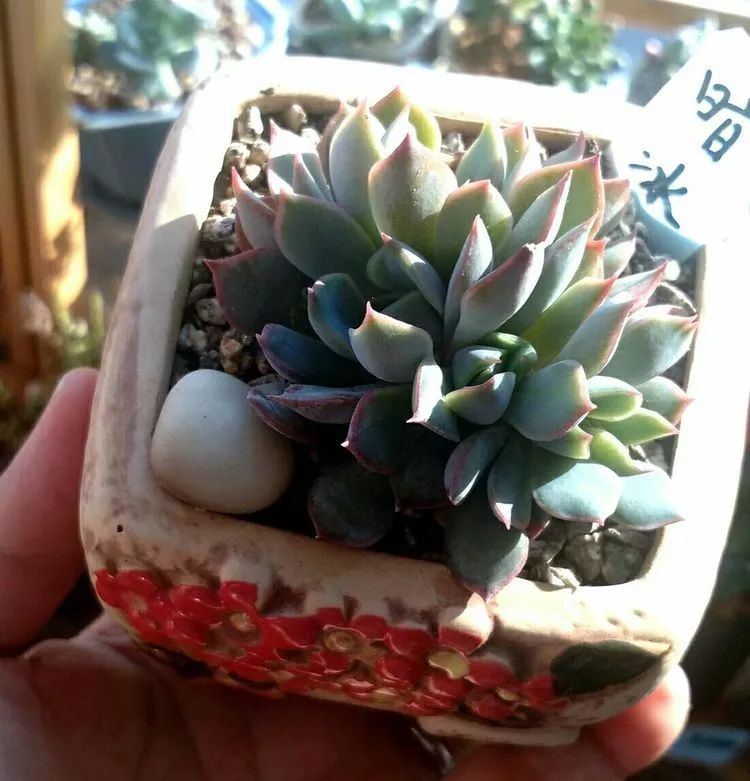 做足了功课养多肉,不用操心就能养好的多肉