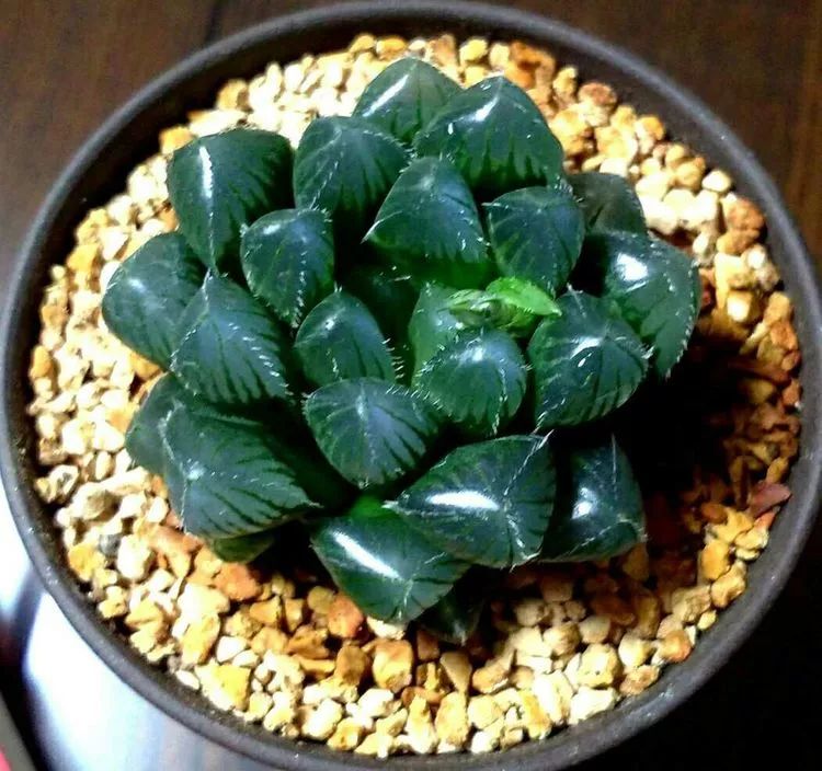 做足了功课养多肉,不用操心就能养好的多肉