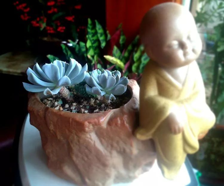 做足了功课养多肉,不用操心就能养好的多肉