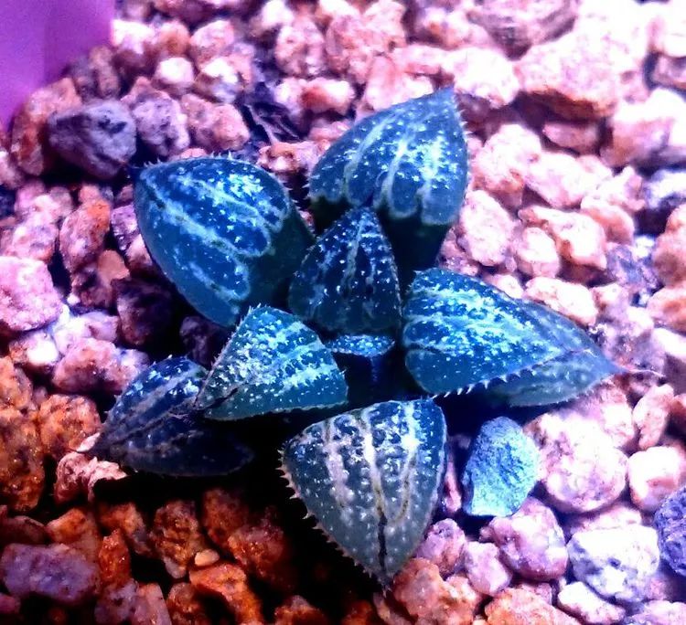 做足了功课养多肉,不用操心就能养好的多肉