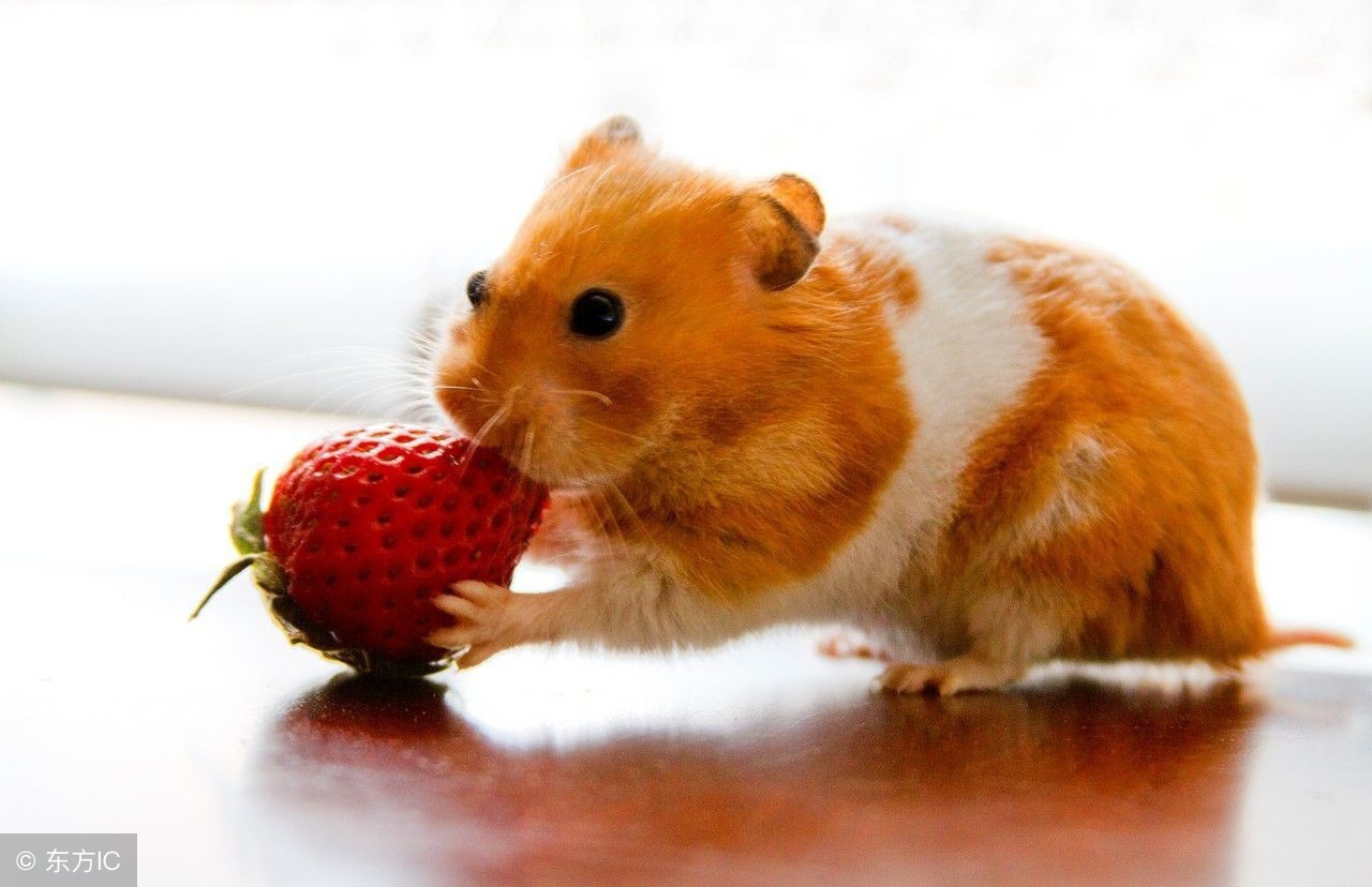 为什么卖仓鼠的可以给仓鼠合笼,为什么宠物店里的仓鼠可以合笼