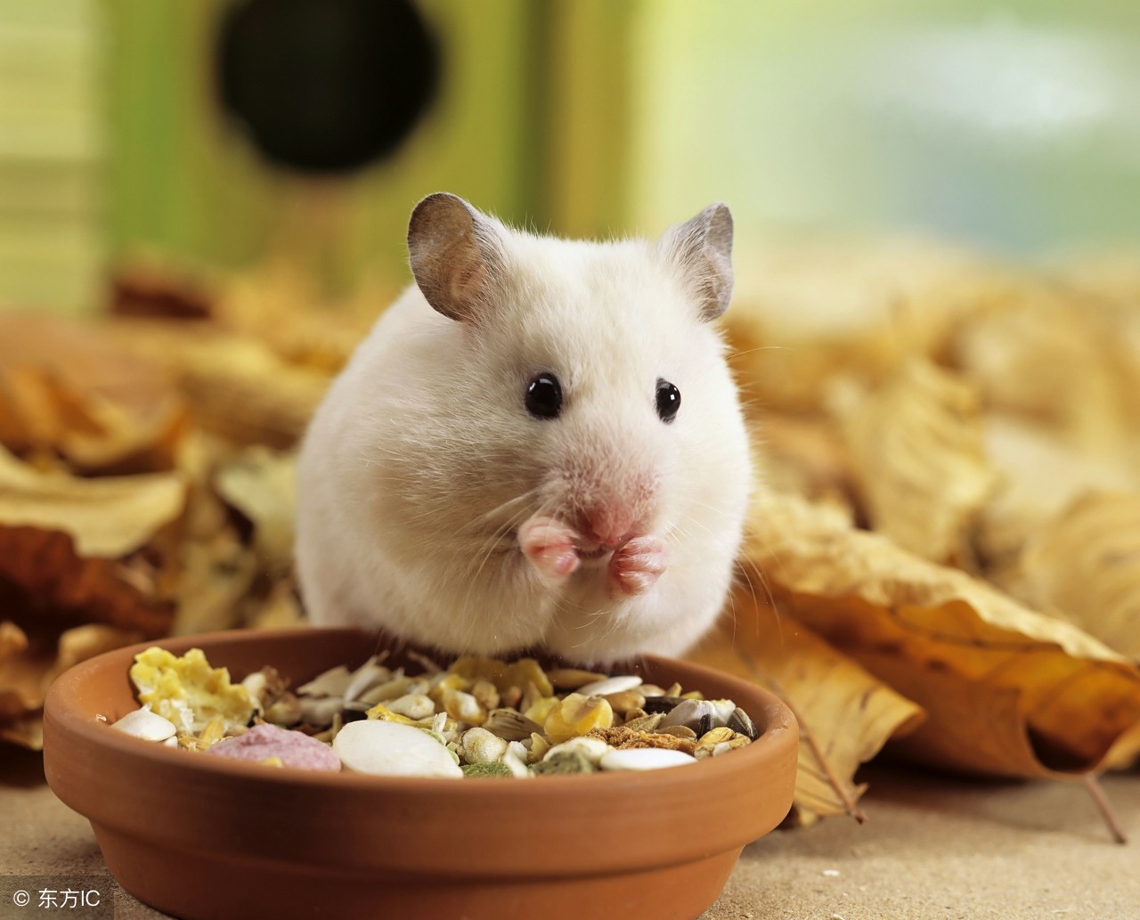 为什么卖仓鼠的可以给仓鼠合笼,为什么宠物店里的仓鼠可以合笼