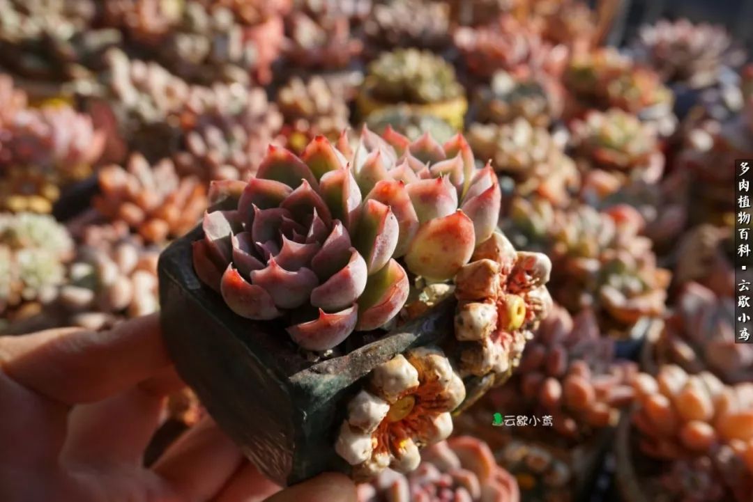 不负人间风月,不负人间风月创作的原声