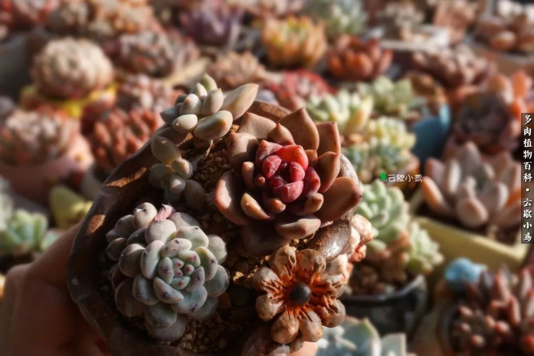 不负人间风月,不负人间风月创作的原声