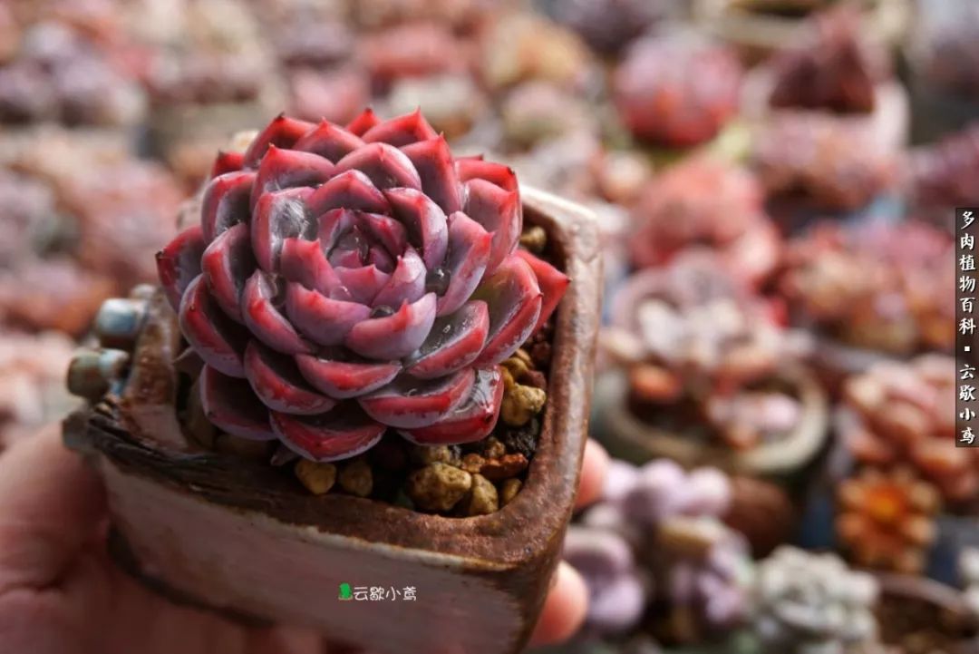 不负人间风月,不负人间风月创作的原声