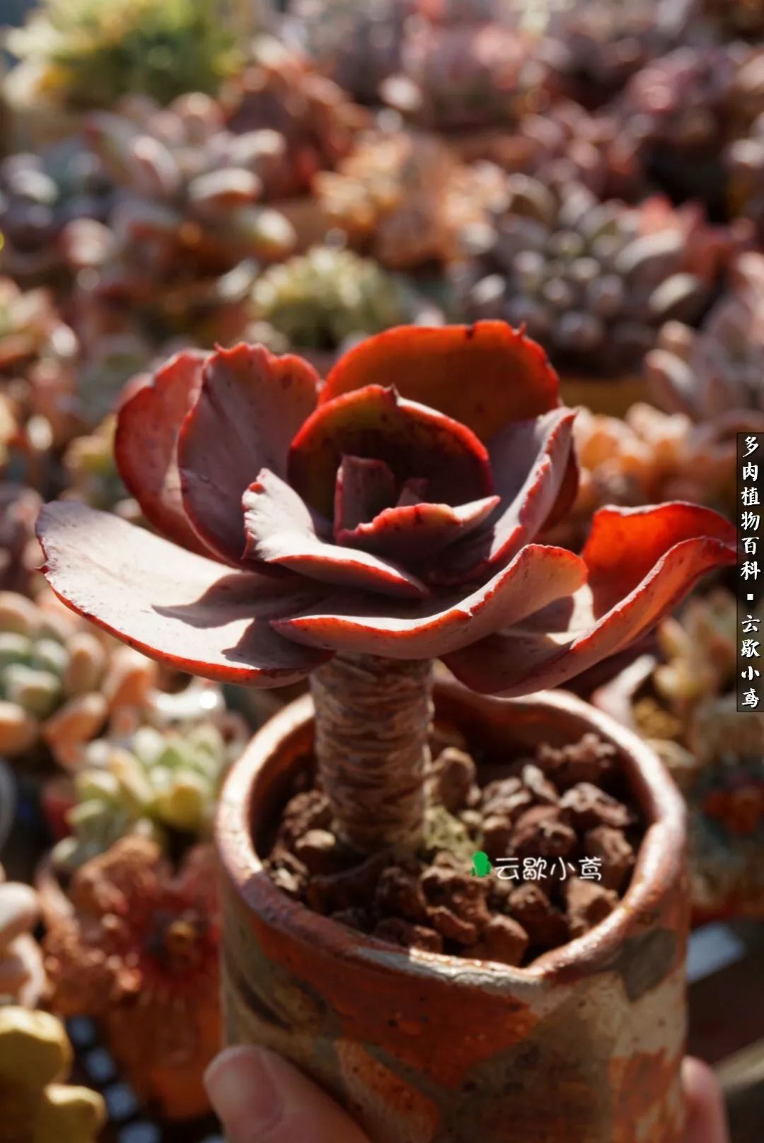 不负人间风月,不负人间风月创作的原声