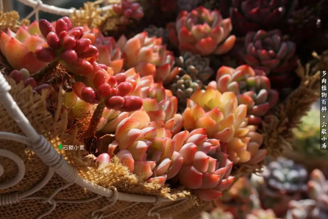 不负人间风月,不负人间风月创作的原声