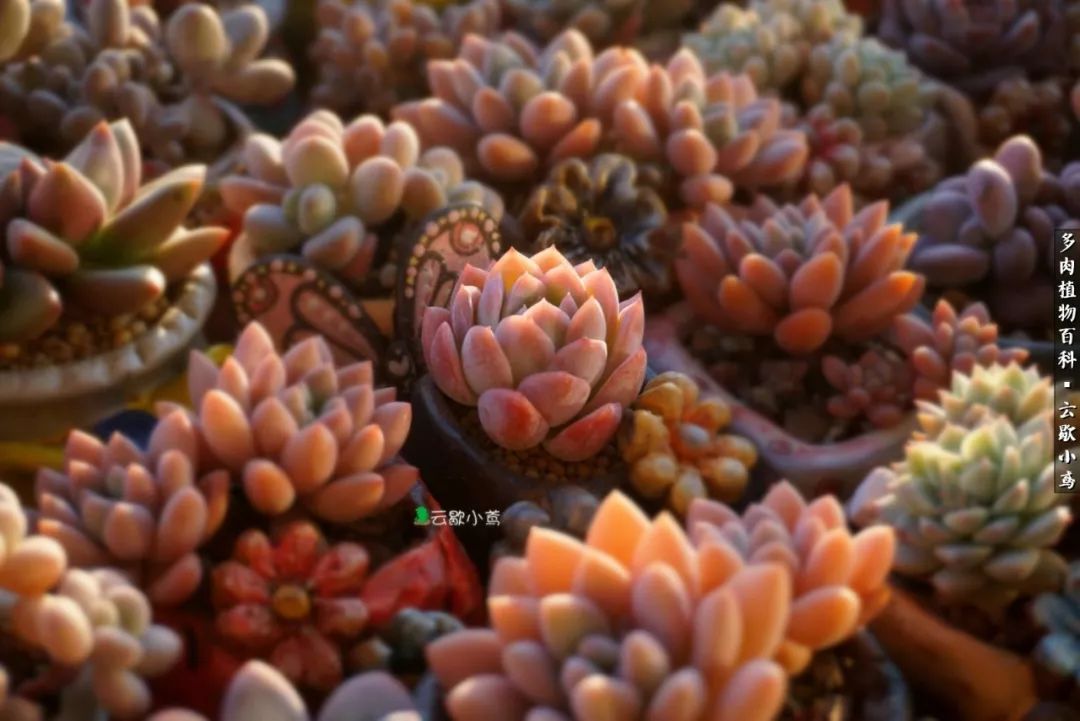 不负人间风月,不负人间风月创作的原声