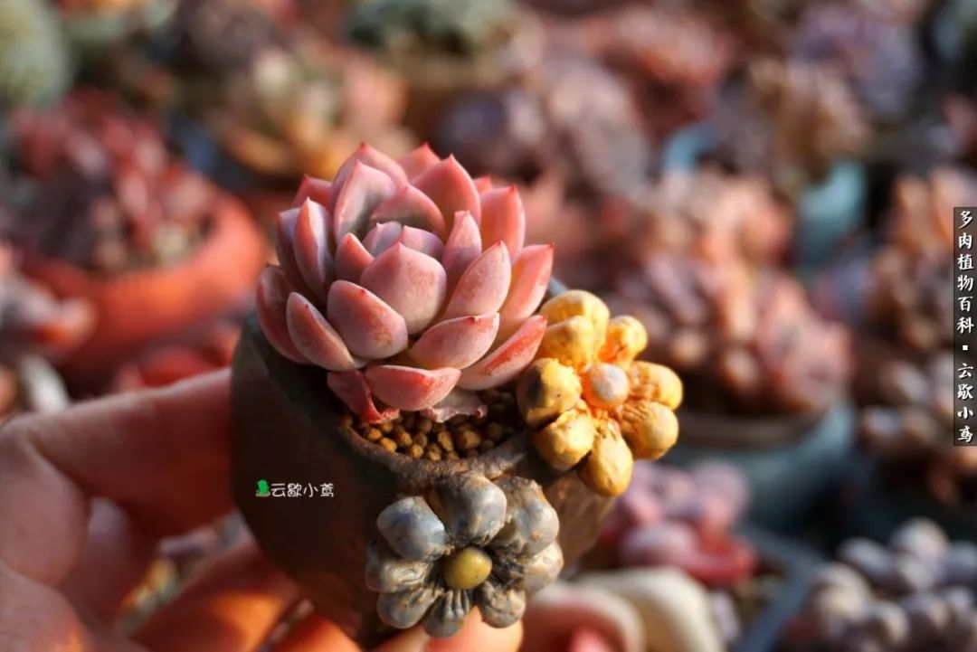 不负人间风月,不负人间风月创作的原声