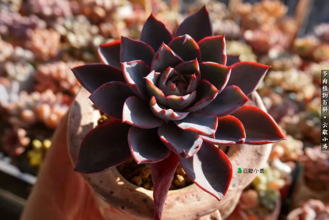 不负人间风月,不负人间风月创作的原声