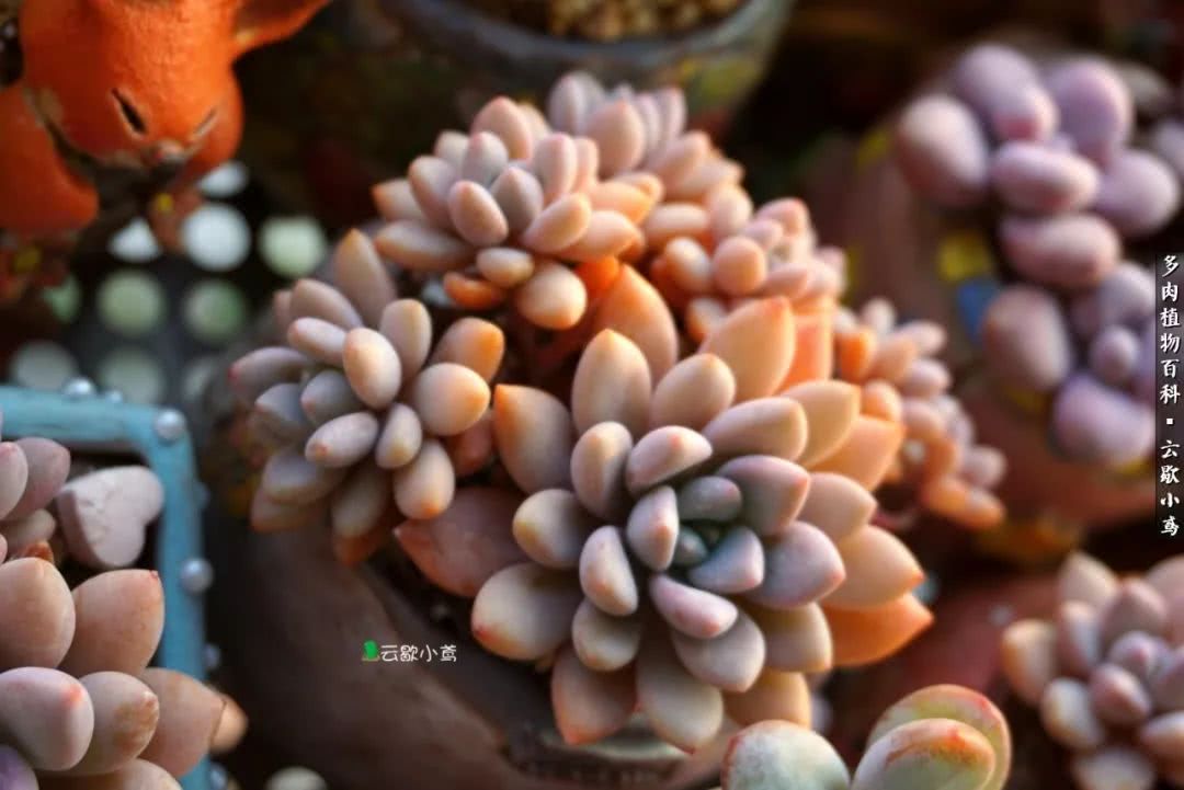 不负人间风月,不负人间风月创作的原声