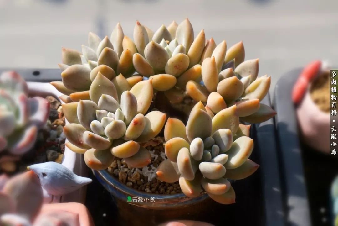 不负人间风月,不负人间风月创作的原声