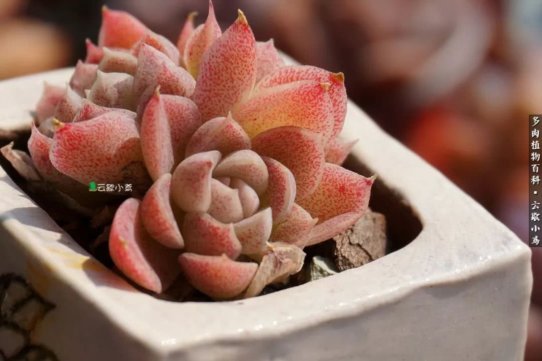 不负人间风月,不负人间风月创作的原声