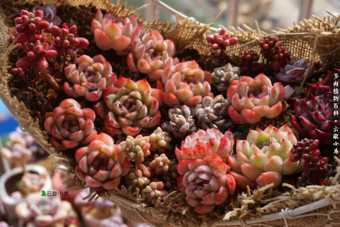 不负人间风月,不负人间风月创作的原声