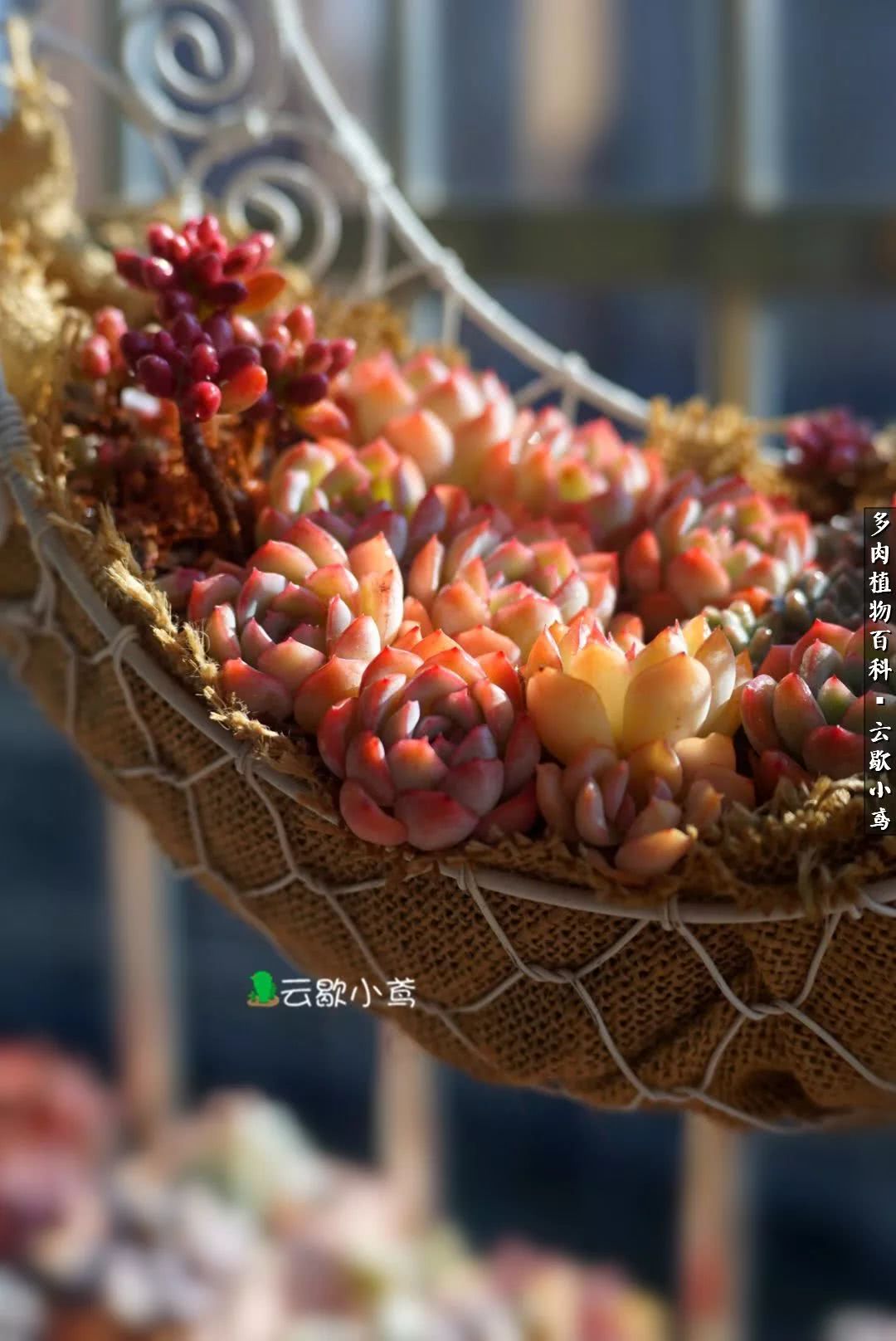 不负人间风月,不负人间风月创作的原声