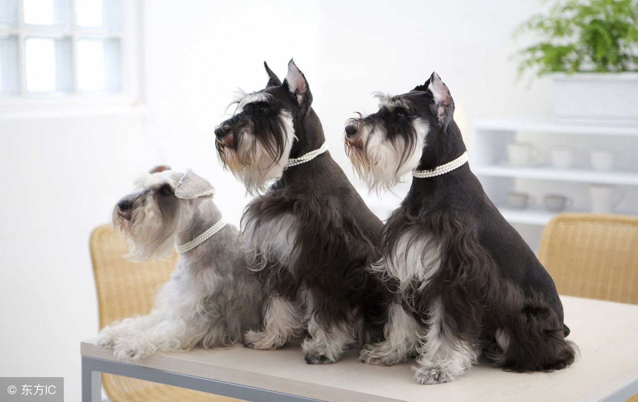 雪纳瑞犬养护知识大盘点图,日常养狗记录vlog雪纳瑞