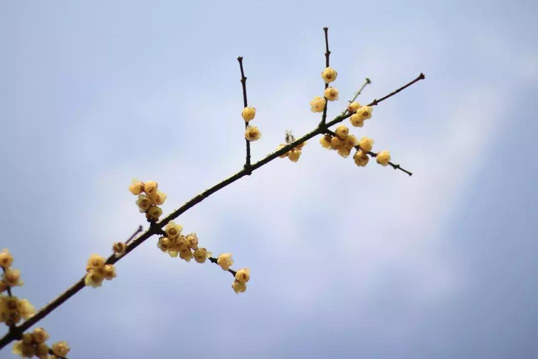 春日吟春风诗句,春天杏花开的唯美诗句
