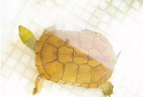 黄喉龟缸里适合养什么绿植,养黄喉小青龟违法吗