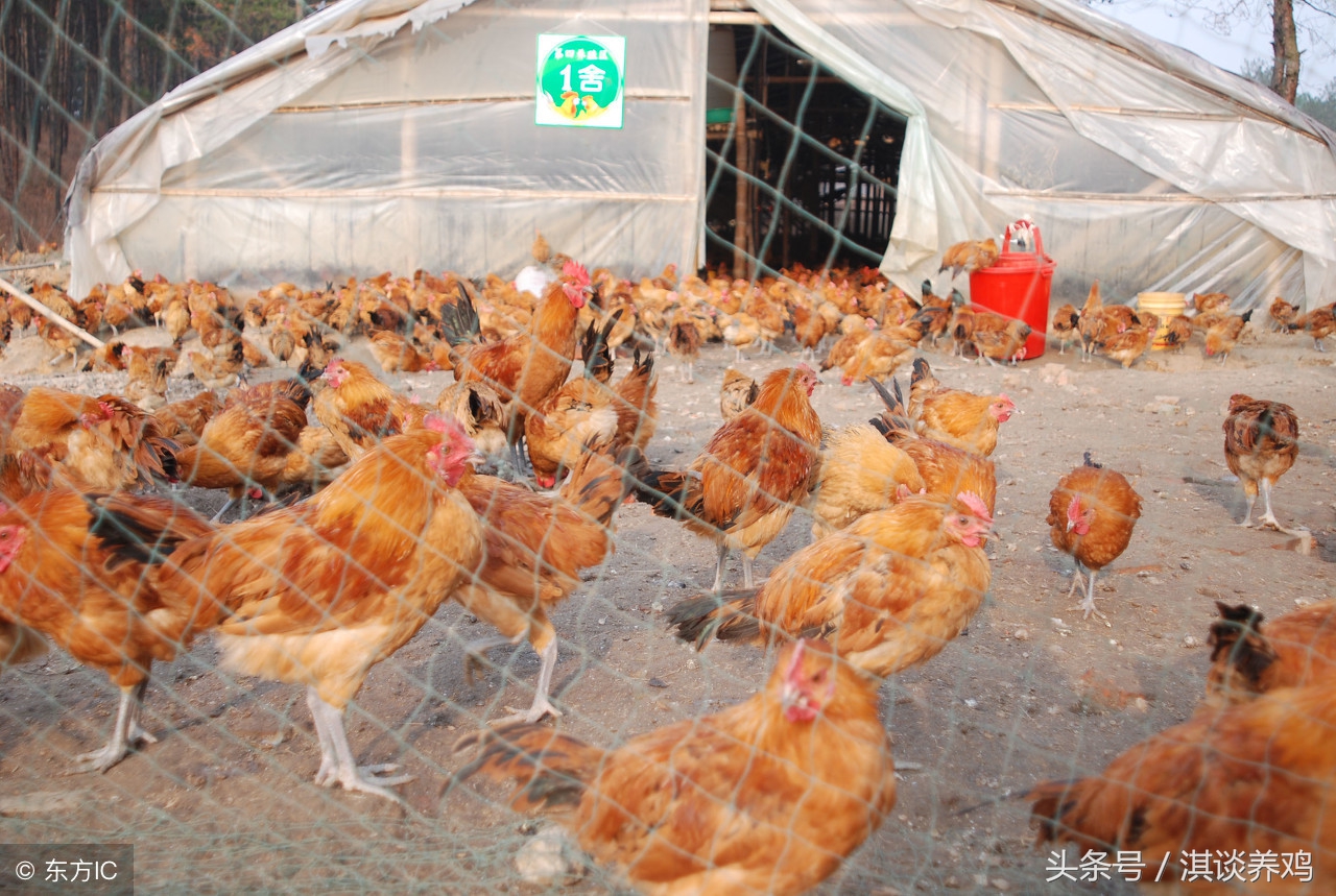 养鸡育雏的忌讳,养鸡最怕小鸡着凉