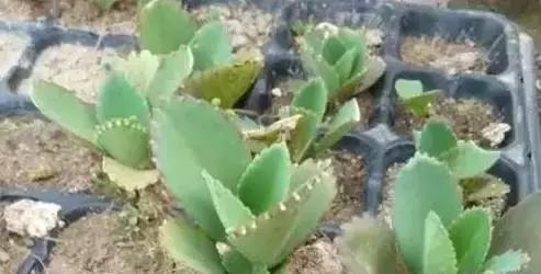 家养绿植花卉施什么肥,花卉绿植养殖方法测评