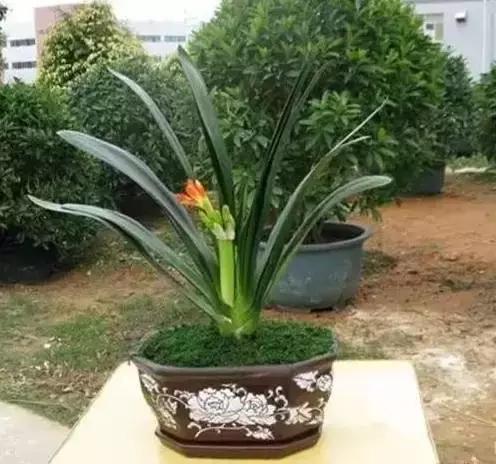 家养绿植花卉施什么肥,花卉绿植养殖方法测评