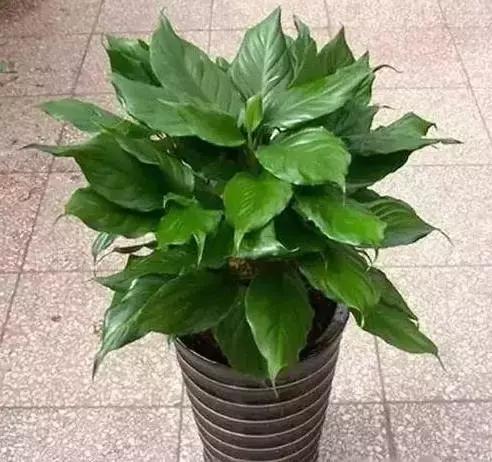 家养绿植花卉施什么肥,花卉绿植养殖方法测评