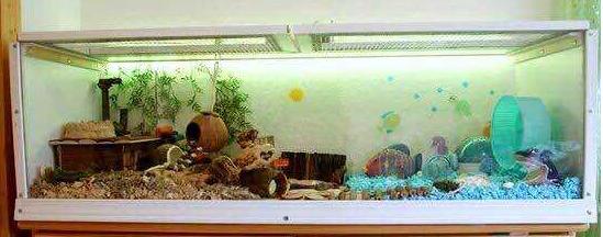 仓鼠虚弱嘴巴油怎么办,仓鼠伪冬眠后咬我怎么办