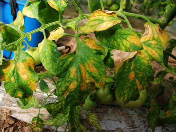 多抗霉素治疗番茄叶霉病吗,番茄叶霉病是真菌还是细菌