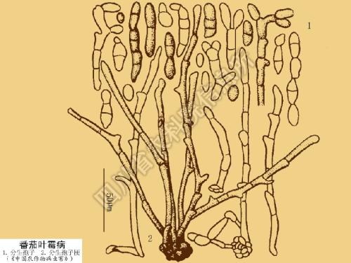 多抗霉素治疗番茄叶霉病吗,番茄叶霉病是真菌还是细菌