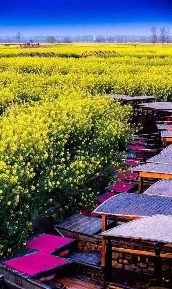 赏花小众景点,发现一处绝美赏花打卡地