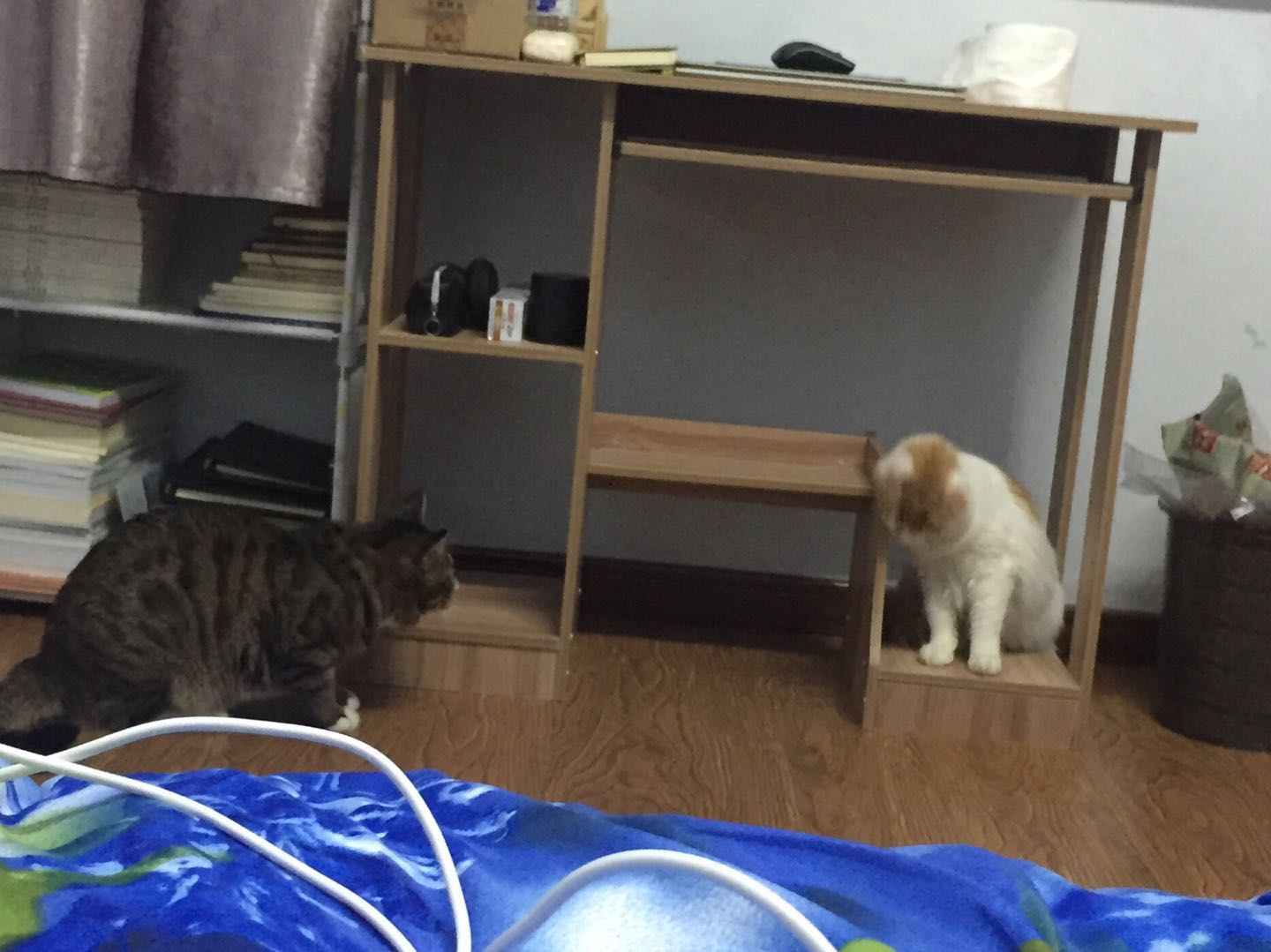 如何确定自家的猫主子到了求偶期？怎么应对？