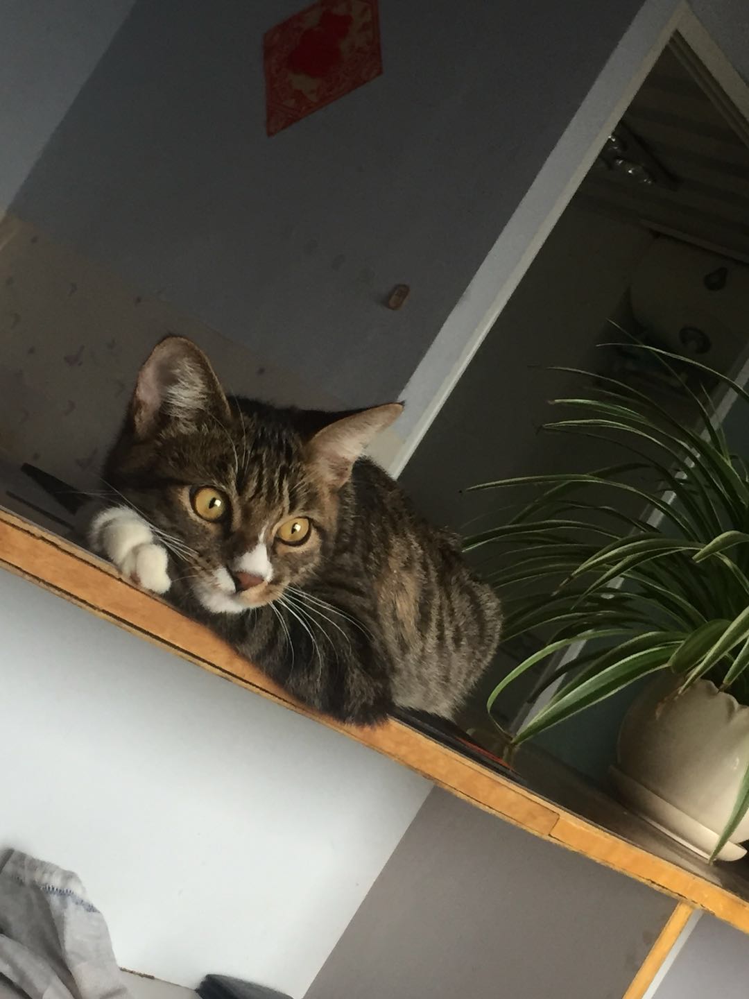 如何确定自家的猫主子到了求偶期？怎么应对？