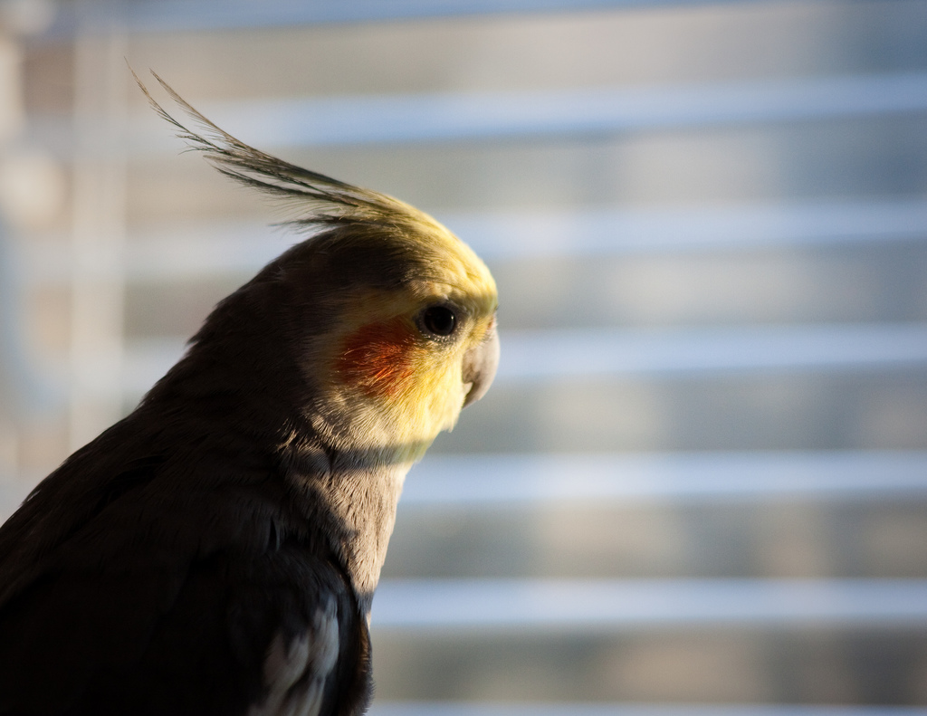 玄凤属于国家保护动物吗,玄凤鹦鹉是否是三有动物