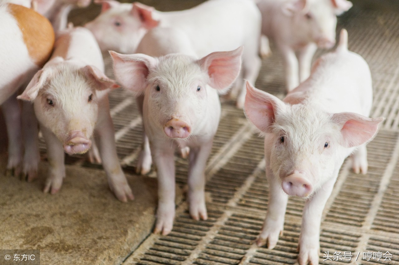 断奶仔猪的6大生理特点