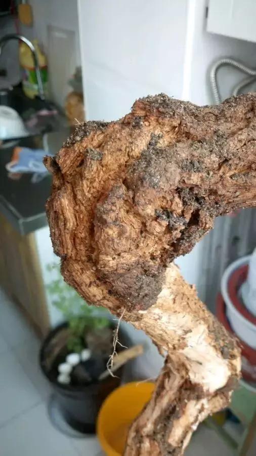 枸杞老根如何快速生根,怎样让枸杞老桩爆芽