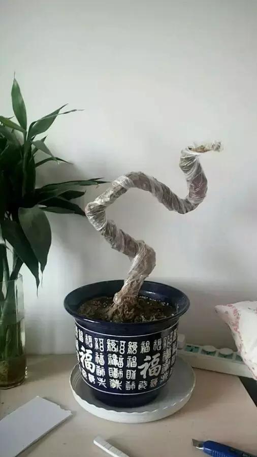 枸杞老根如何快速生根,怎样让枸杞老桩爆芽