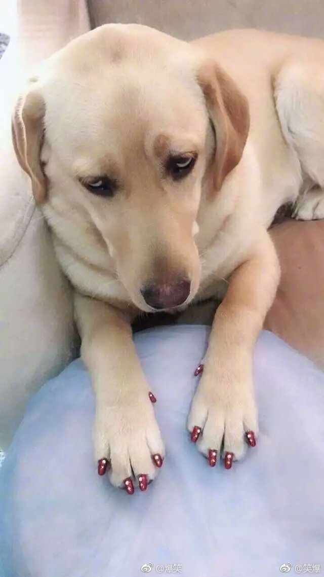 貂皮大衣2980,貂皮大衣5050