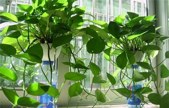 怎么让绿萝快速爬弯,怎么样才能让绿萝长的快又爬墙