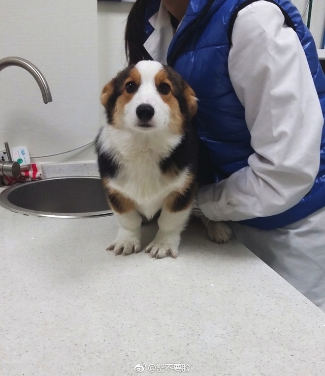 貂皮大衣2980,貂皮大衣5050