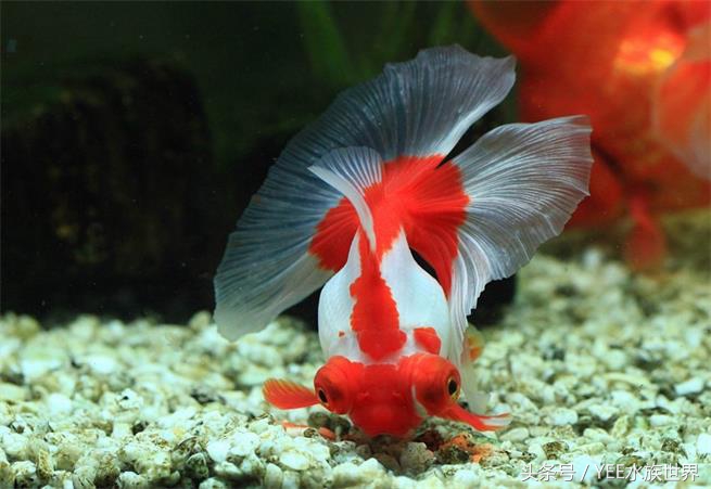 金鱼水质要求有哪些,金鱼对水质要求