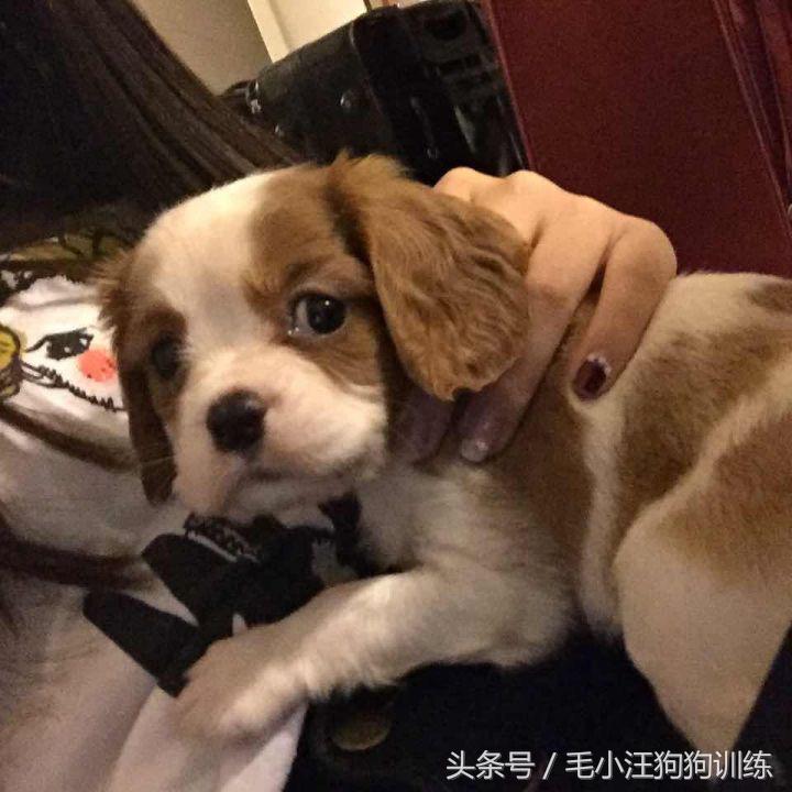 骑士查理小猎犬优缺点,养骑士查理王猎犬是什么样的体验