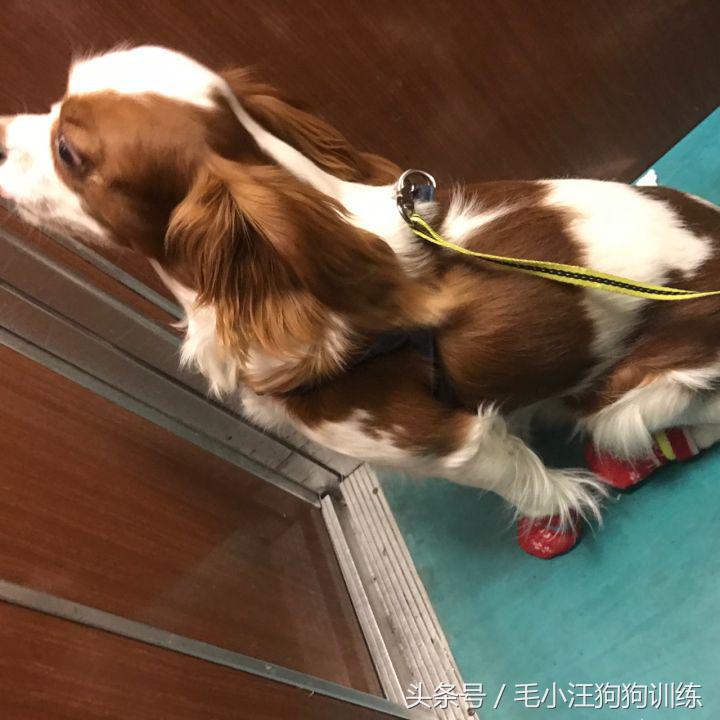 骑士查理小猎犬优缺点,养骑士查理王猎犬是什么样的体验