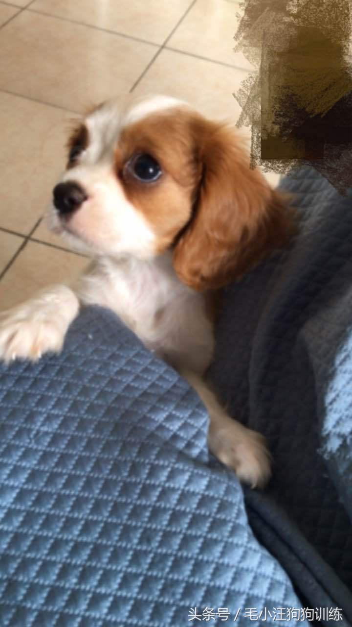 骑士查理小猎犬优缺点,养骑士查理王猎犬是什么样的体验